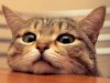 KEDİNİN RUHU